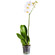 White Phalaenopsis orchid in a pot. Baranovichi